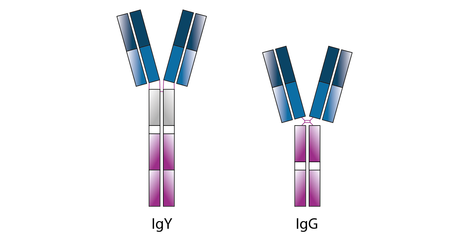 Antibody-01 for web