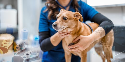 Canine CRP customer story - Versatile biomarker for both acute and chronic conditions
