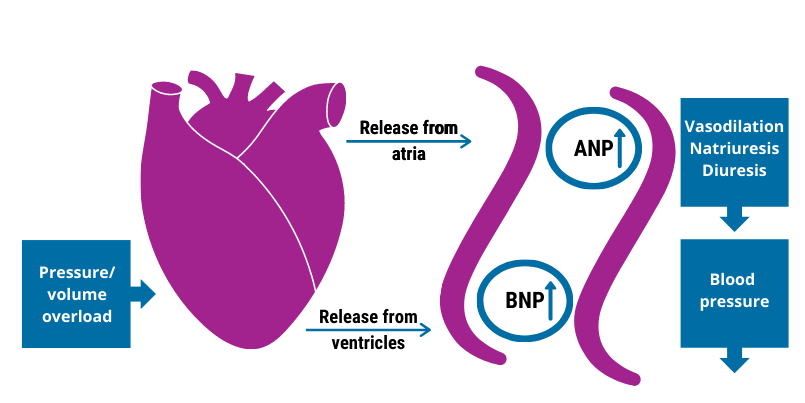 Brain natriuretic peptide (BNP) is a hormone that is secreted by cardiomyocytes (cardiac muscle cells) in the heart ventricles in response to stretching caused by cardiac wall stress. 