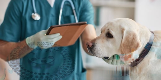 Canine CRP and its utility in clinics and labs