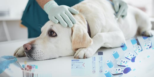 The canine-specificity of the Gentian Canine CRP Immunoassay