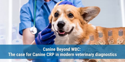 Beyond WBC: The case for Canine CRP in modern veterinary diagnostics