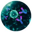 SARS-CoV-2 total antibody immunoassay - Following antibody levels and immune status 