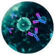 SARS-CoV-2 total antibody immunoassay - Following antibody levels and immune status 