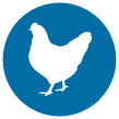 Avian antibodies - less interference