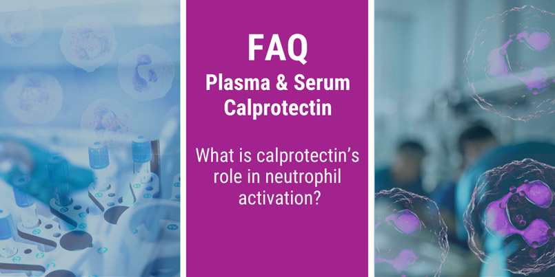 FAQ: What is calprotectin’s role in neutrophil activation?