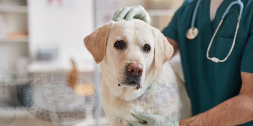Clinical use of canine CRP - a customer story
