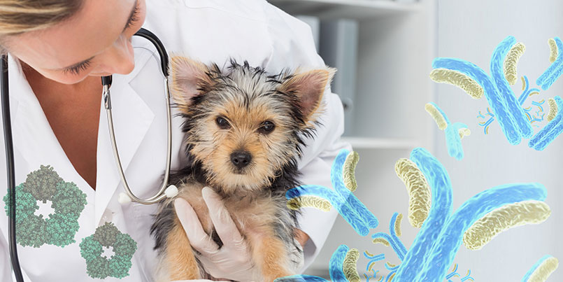 canine-crp Experience from the animal hospital and lab