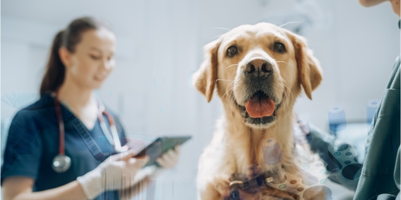 Canine CRP testing in the US - Growing adoption of Gentian’s assay