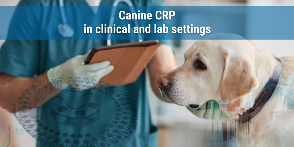 Meet us at «Veterinærdagene» to learn about Canine CRP (Nordic Event)