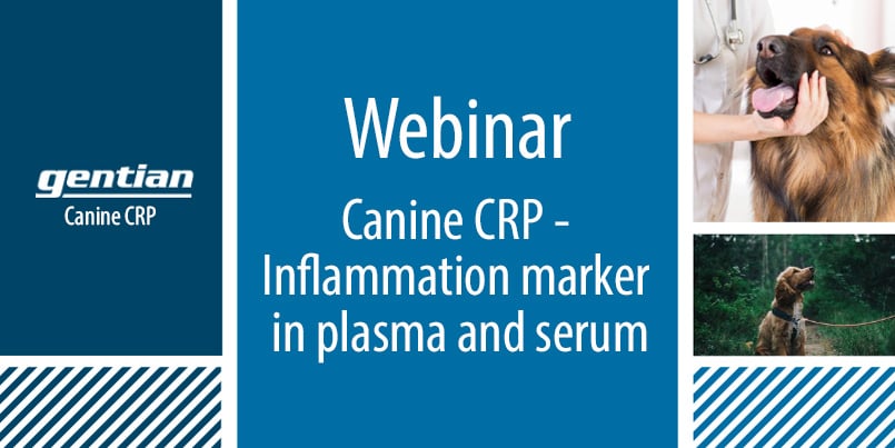 Webinar about canine CRP - inflammation marker in serum and plasma for dogs